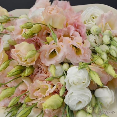 Eustoma