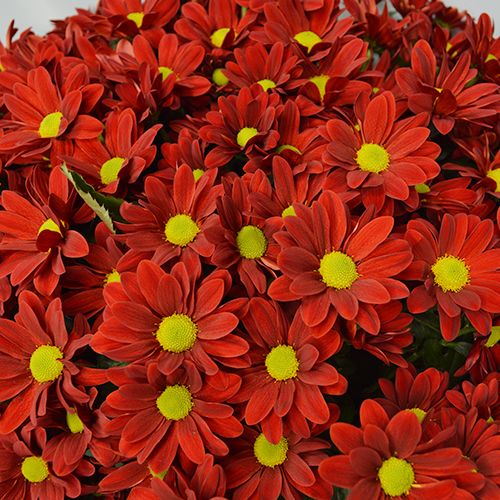 Livrare Flori MoonFlowers Crizantema